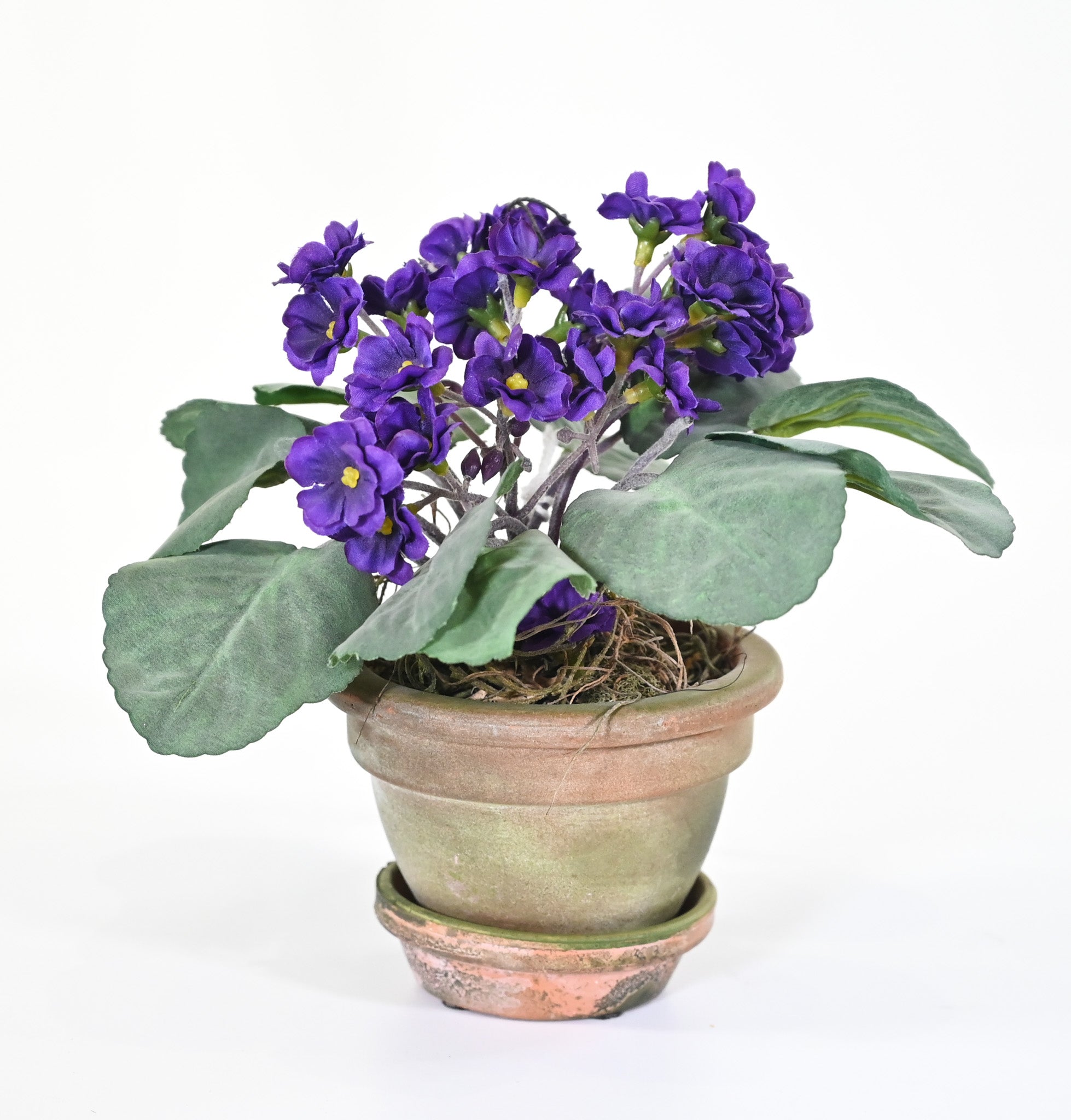 Violet Potted Plant – Hugo's Interiors